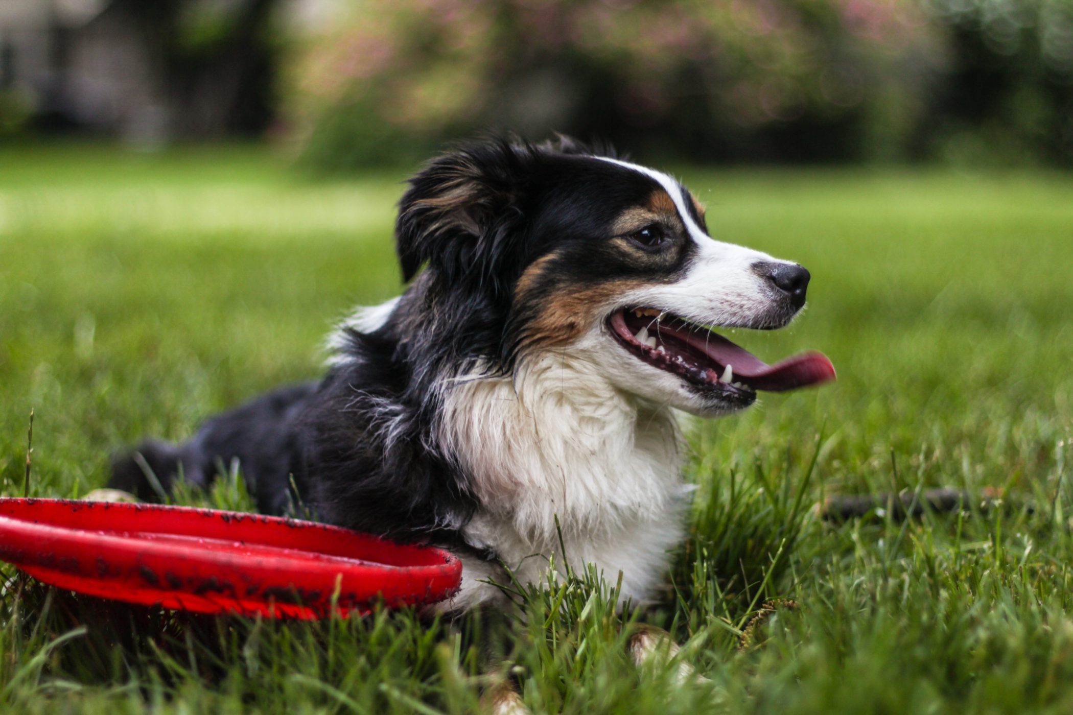 Awesome Pet Gadgets Every Pet Owner Need to Explore